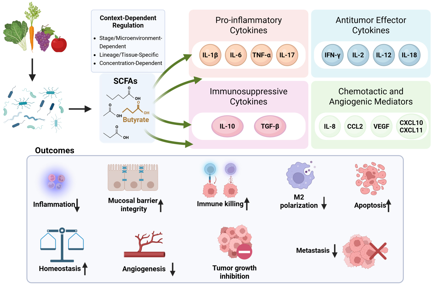 Short-chain fatty acids regulate cytokine programs in tumor immunity: mechanisms and translational opportunities