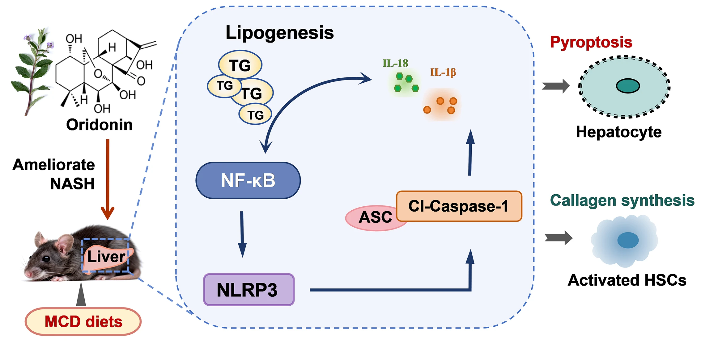Oridonin Ameliorates Nonalcoholic Steatohepatitis by Regulating Pyroptosis through the NF-κB/NLRP3 Axis