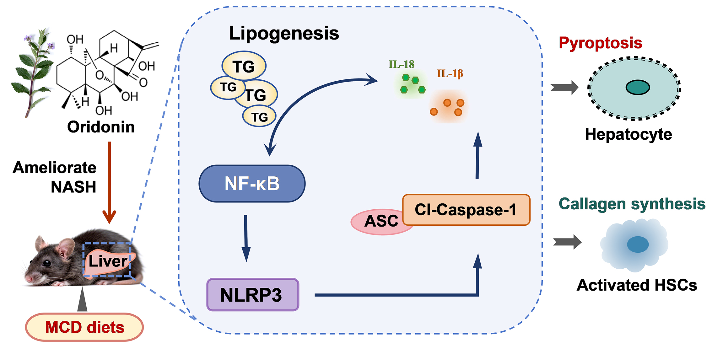Oridonin Ameliorates Nonalcoholic Steatohepatitis by Regulating Pyroptosis through the NF-κB/NLRP3 Axis