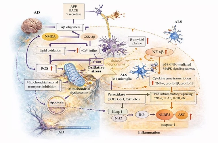 Neuroinflammation and Oxidative Stress: Their Pathophysiological Roles in Amyotrophic Lateral Sclerosis and Alzheimer’s Disease