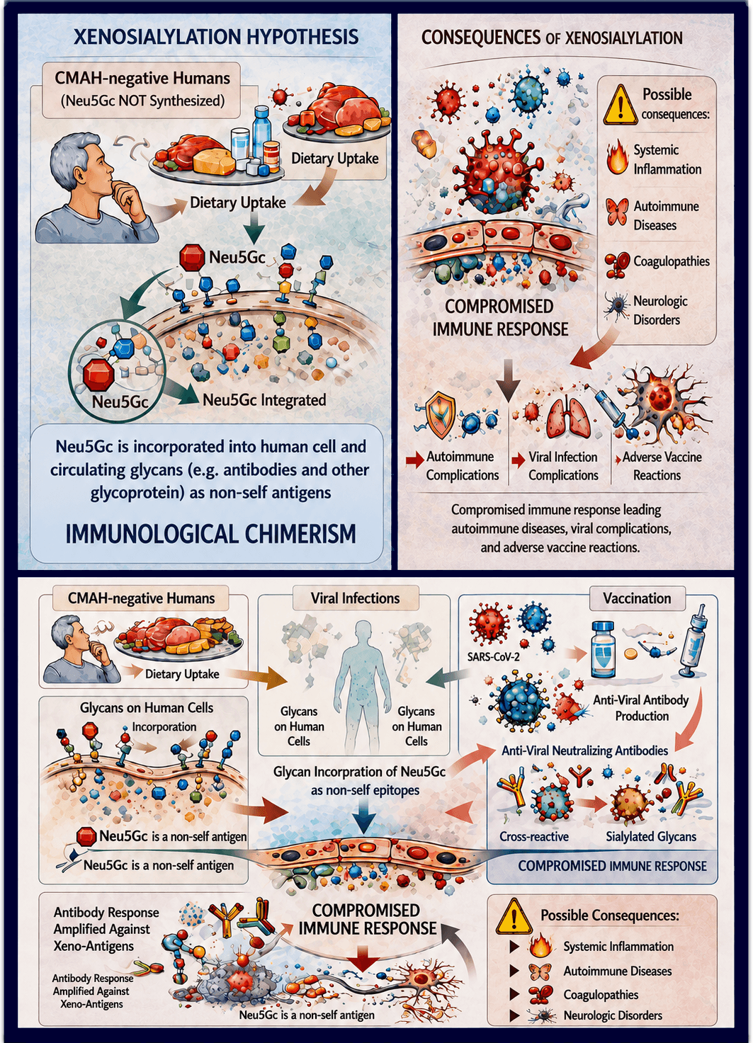 Xenosialylation as immunological chimerism: a host-centered unifying model for viral and post-vaccination immune complications