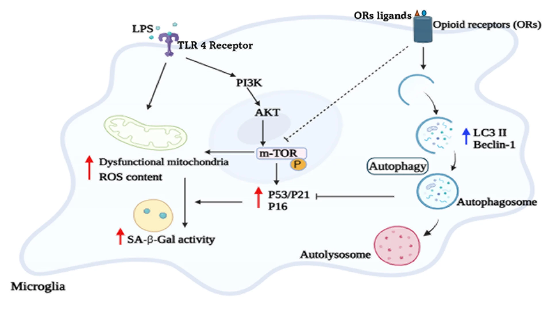 Opioids Promote Autophagy and Attenuate LPS-Induced Cellular Senescence-Associated Changes in Microglia