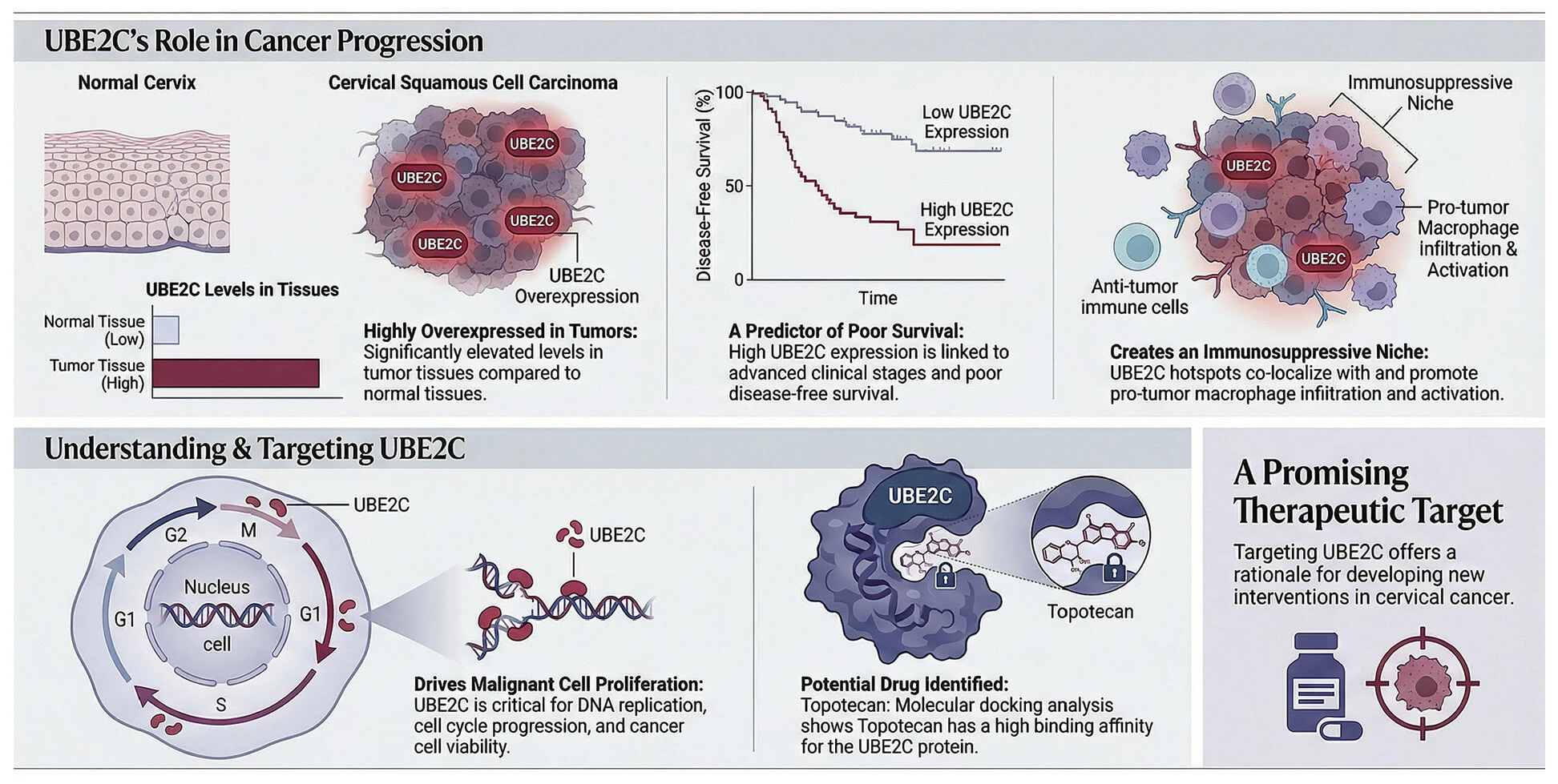 Multi-Omics Identification of UBE2C as a Prognostic Biomarker and Therapeutic Target Linked to Topotecan Sensitivity in Cervical Cancer