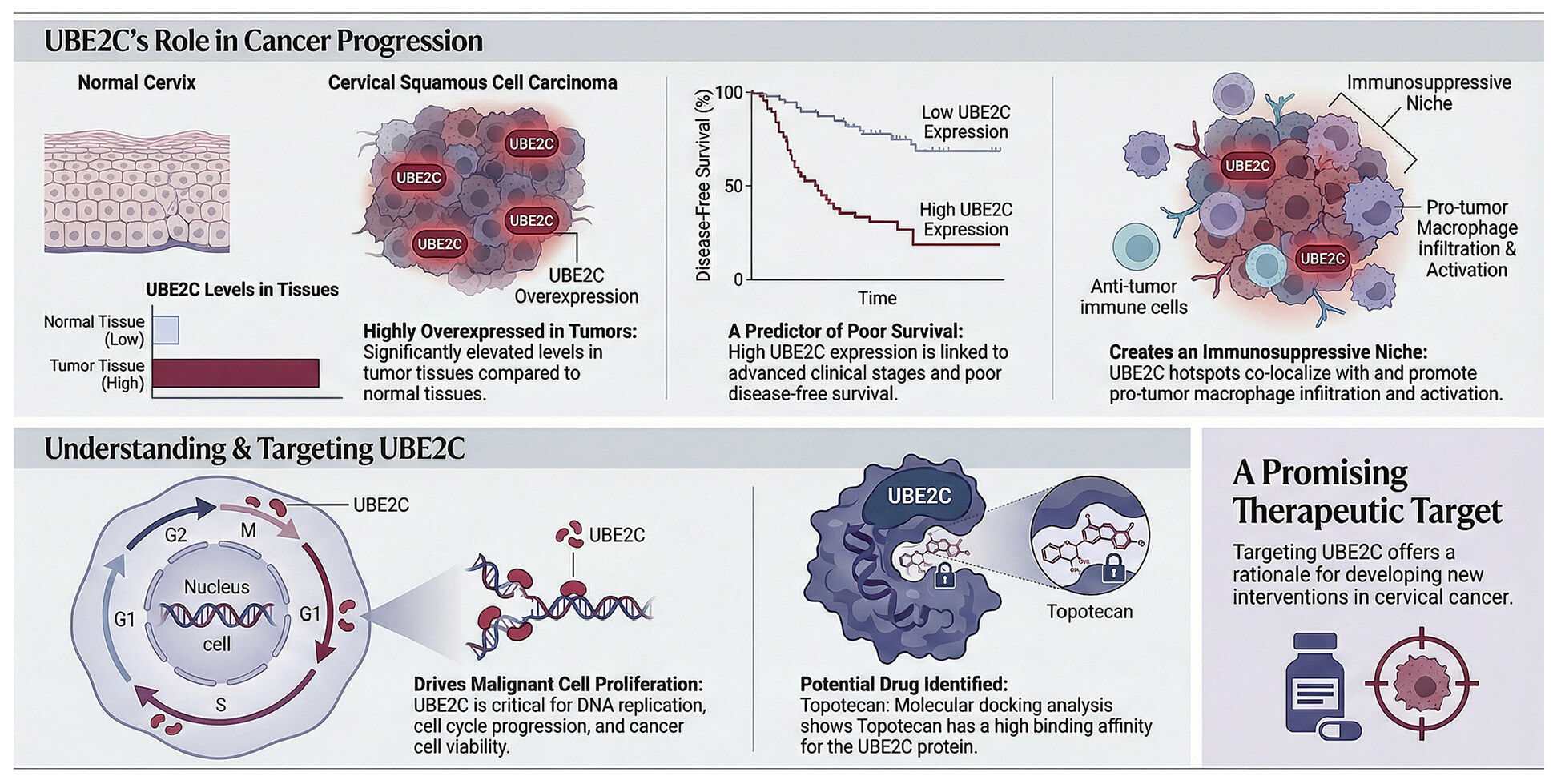 Multi-Omics Identification of UBE2C as a Prognostic Biomarker and Therapeutic Target Linked to Topotecan Sensitivity in Cervical Cancer