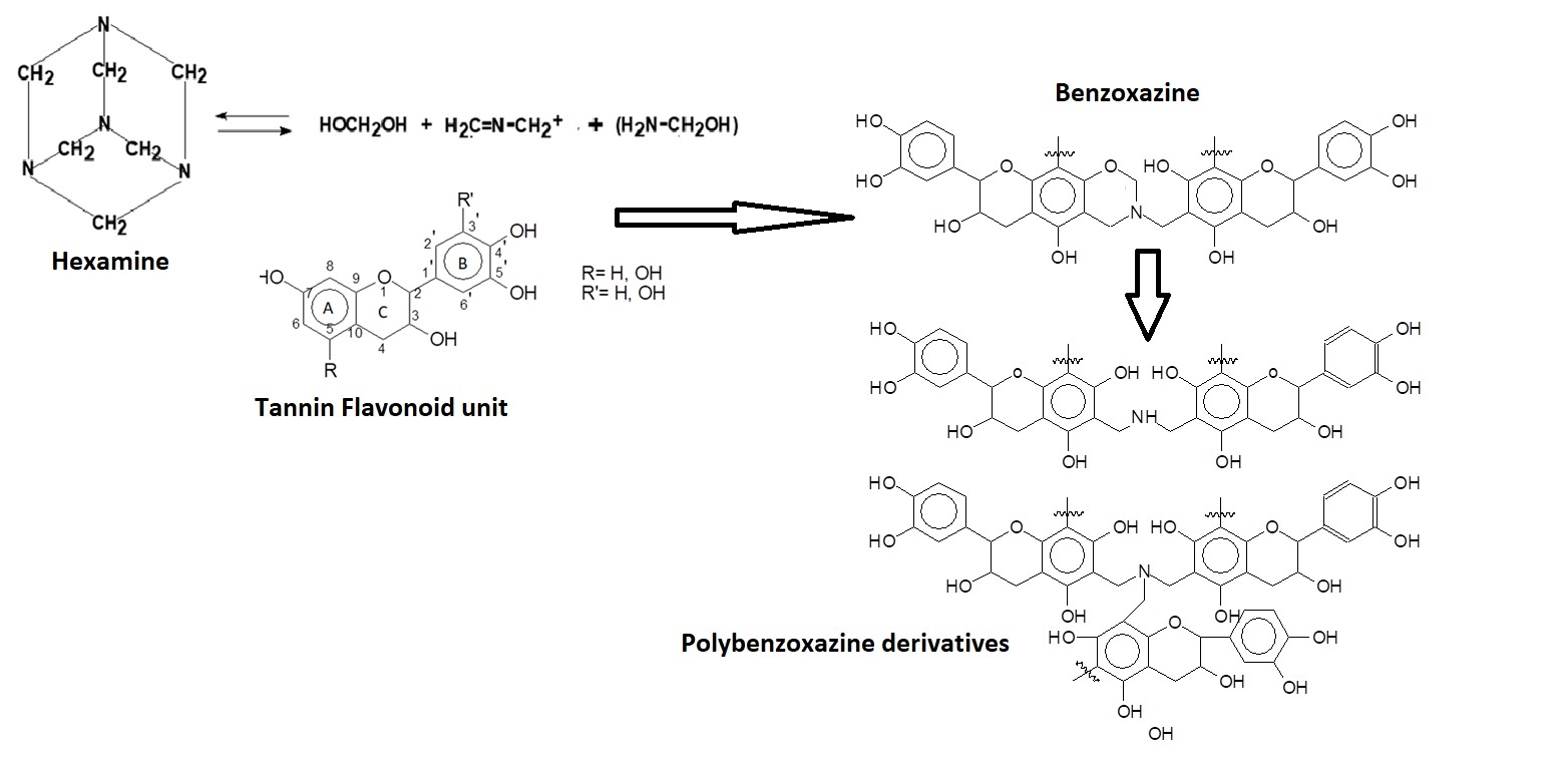 Biobenzoxazines Generated in Hardened Tannin-Hexamine Wood Adhesives