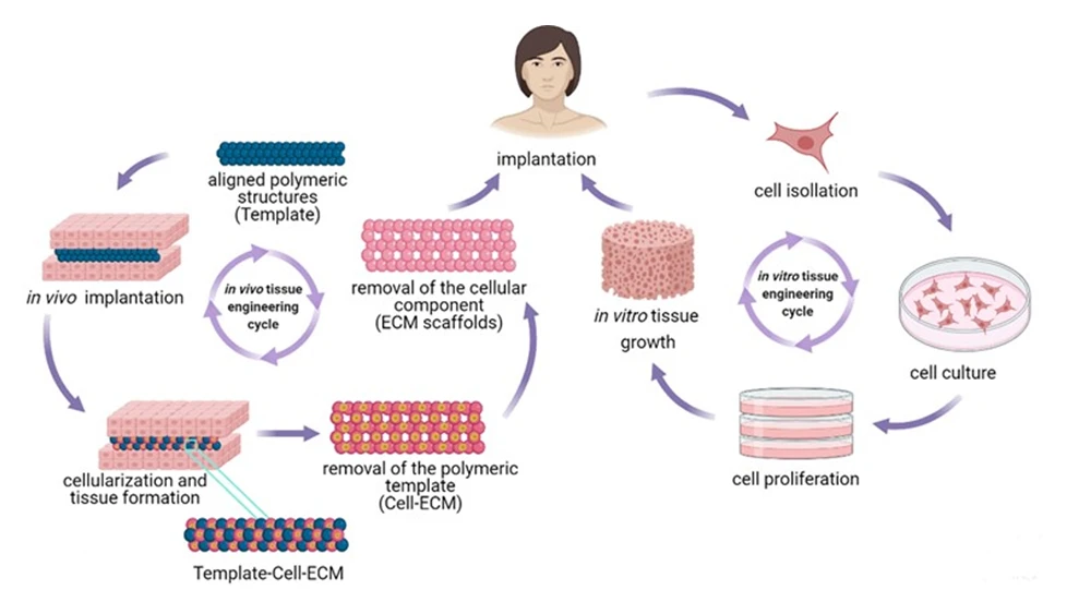 Renewable Polymeric Tissue Scaffolding: Trends in Structural Development