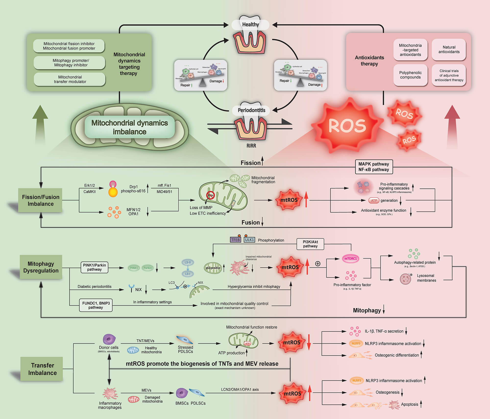 Mitochondrial Dynamics and Oxidative Stress in Periodontitis