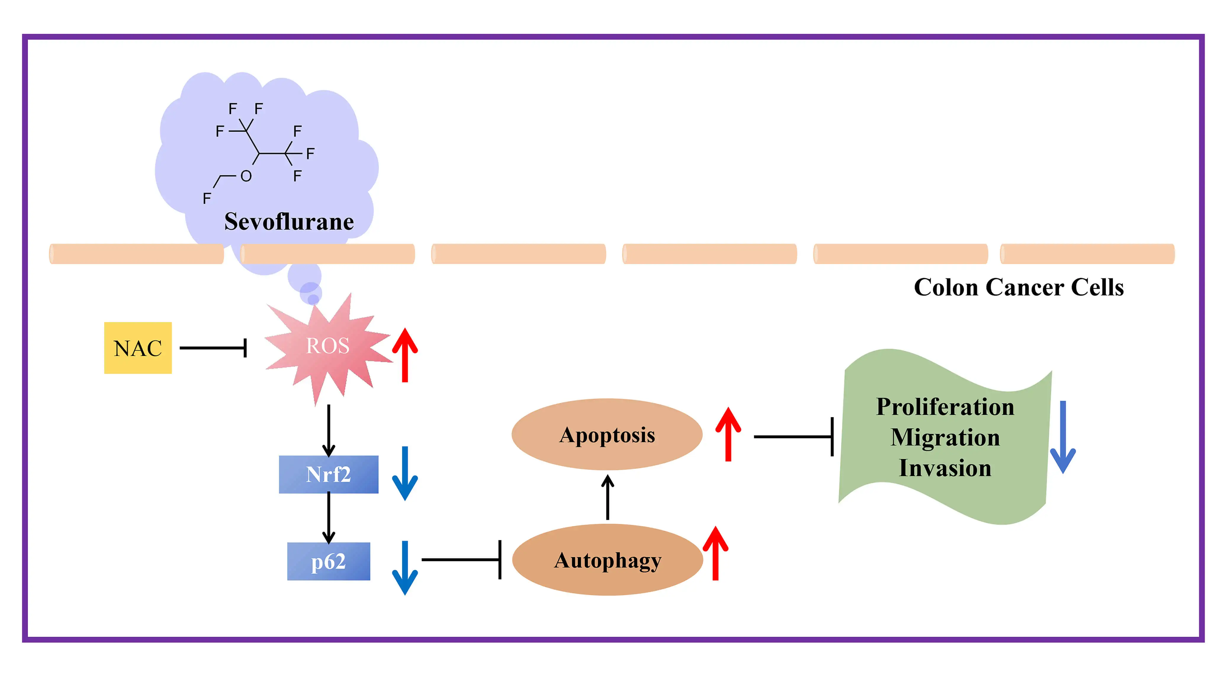 Sevoflurane Inhibits Colon Cancer Progression by Inducing Cell Autophagy and Apoptosis through the ROS/Nrf2/P62 Pathway