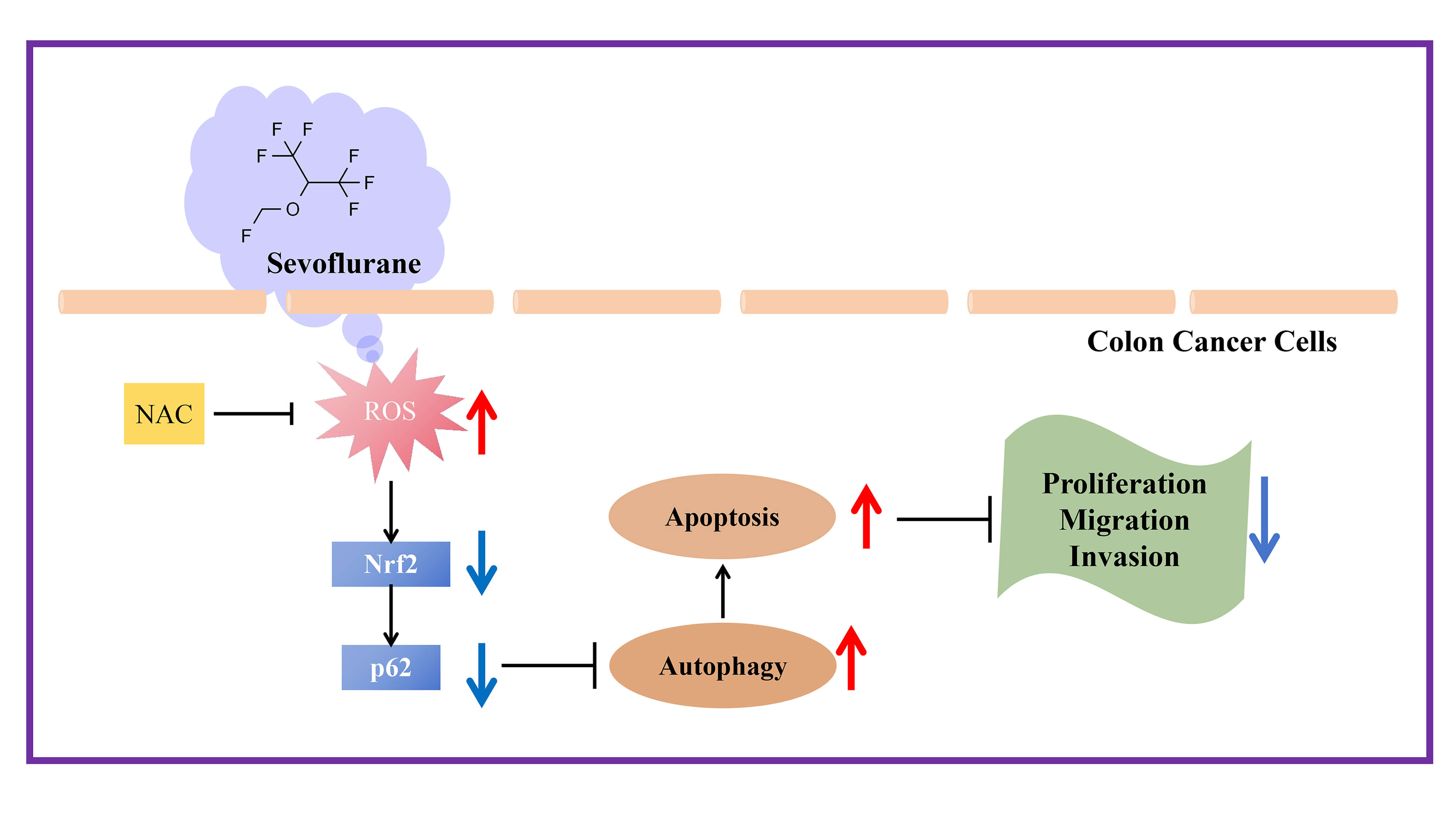 Sevoflurane Inhibits Colon Cancer Progression by Inducing Cell Autophagy and Apoptosis through the ROS/Nrf2/P62 Pathway