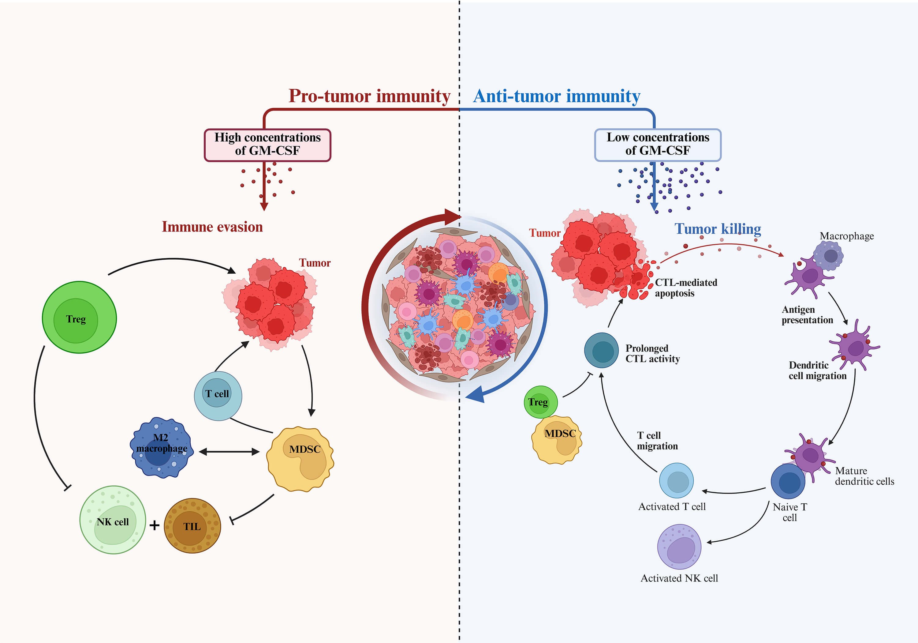 Granulocyte-Macrophage Colony-Stimulating Factor (GM-CSF) in Cancer Immunology: Friend or Foe?