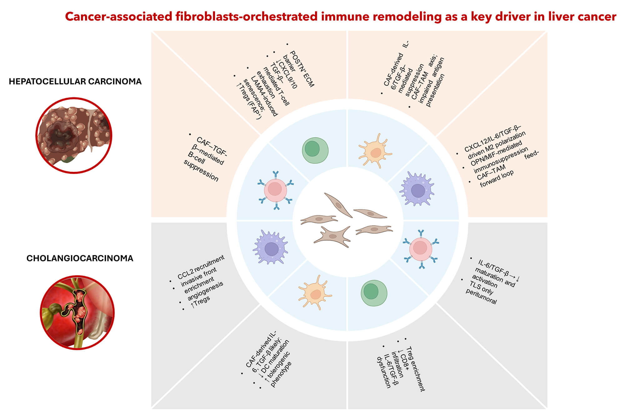 Cancer-Associated Fibroblasts-Orchestrated Immune Remodeling as a Key Driver in Liver Cancer