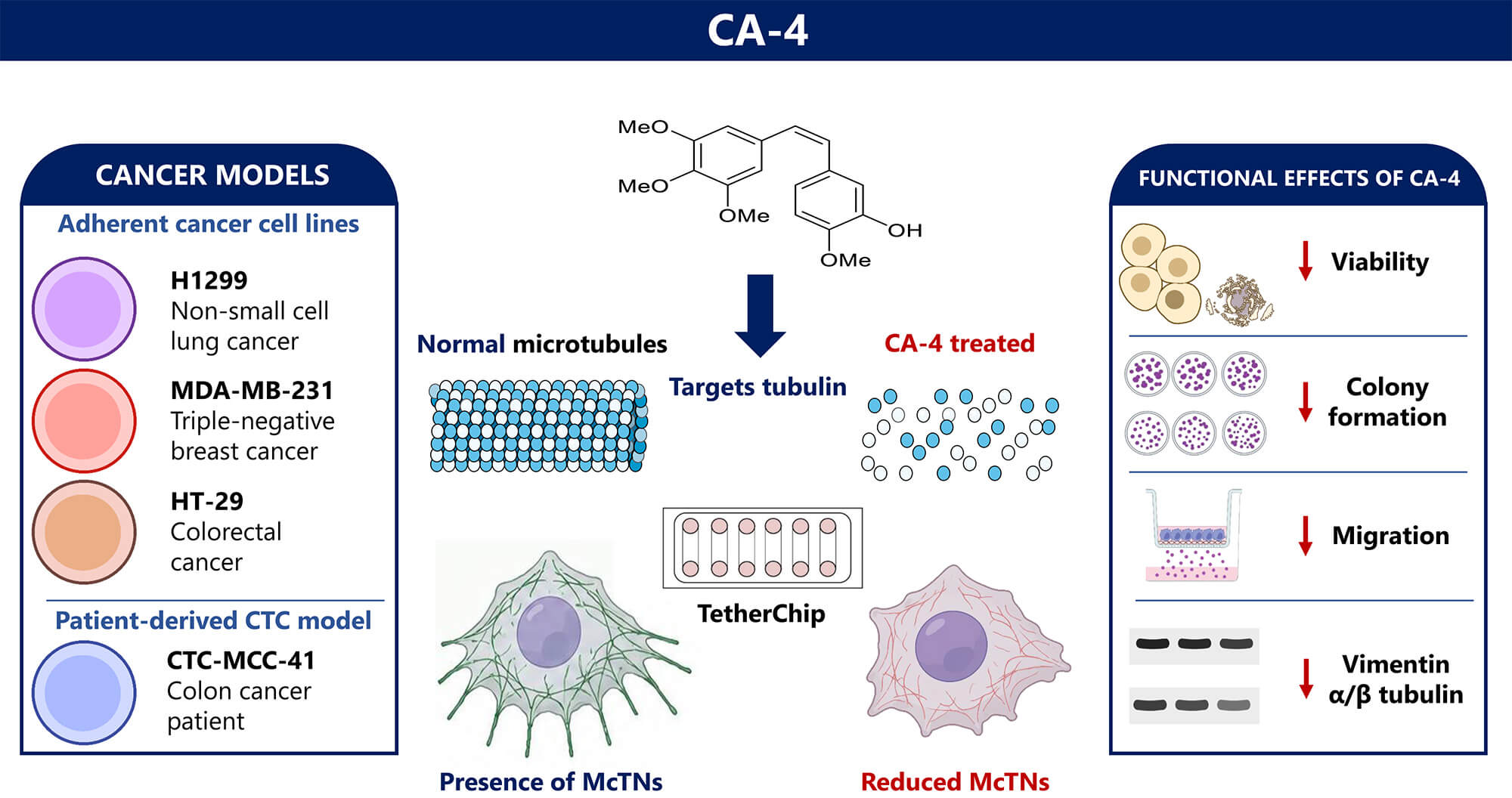 The Impact of Combretastatin A-4 on Cancer Cells and Circulating Tumor Cells (CTCs): A Multi-Assay Approach