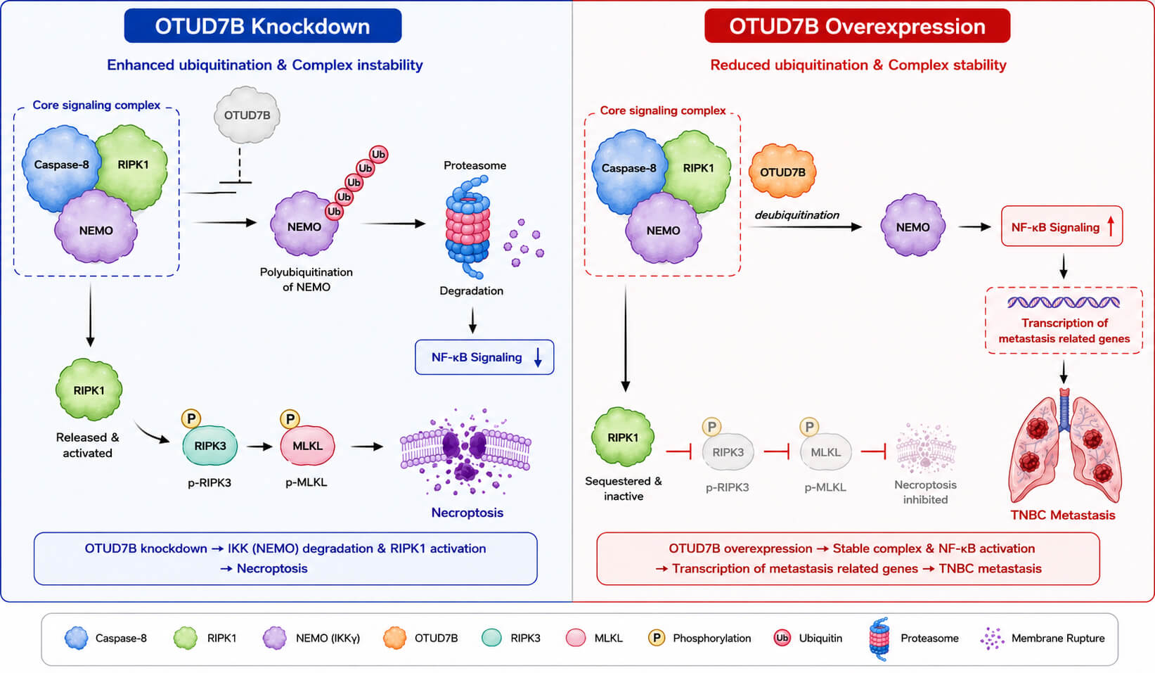 OTUD7B Activates the Caspase-8-RIPK1-NEMO Complex-Regulated NF-κB Pathway to Promote Triple-Negative Breast Cancer Metastasis