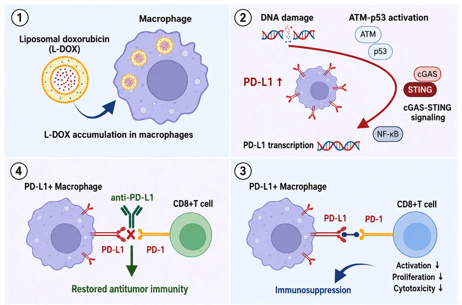 Liposomal Doxorubicin Induces PD-L1-High Tumor-Associated Macrophages and Sensitizes Triple-Negative Breast Cancer to PD-L1 Blockade