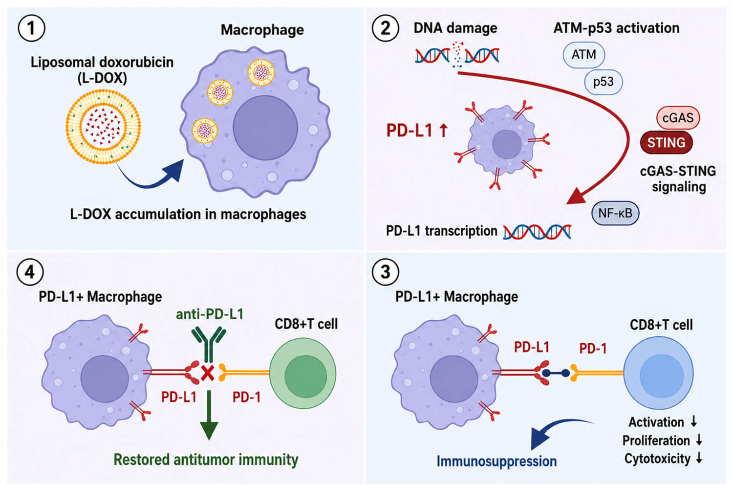 Liposomal Doxorubicin Induces PD-L1-High Tumor-Associated Macrophages and Sensitizes Triple-Negative Breast Cancer to PD-L1 Blockade