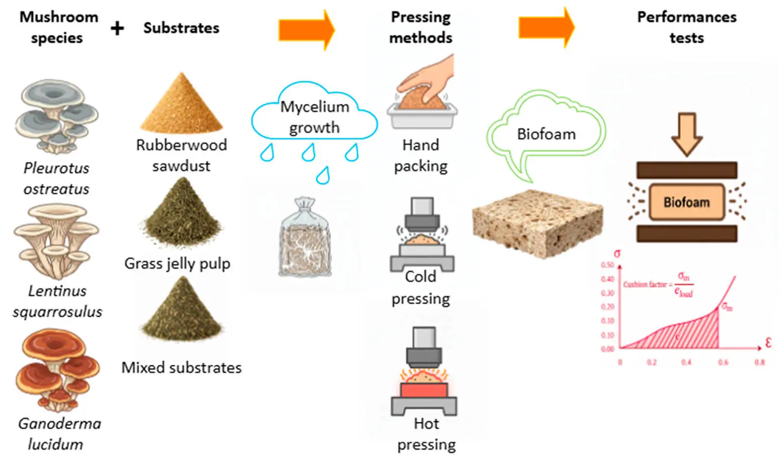 Valorization of Agricultural Lignocellulosic Residues into Mycelium-Based Biofoams: Processing-Structure–Property Relationships and Cushioning Performance