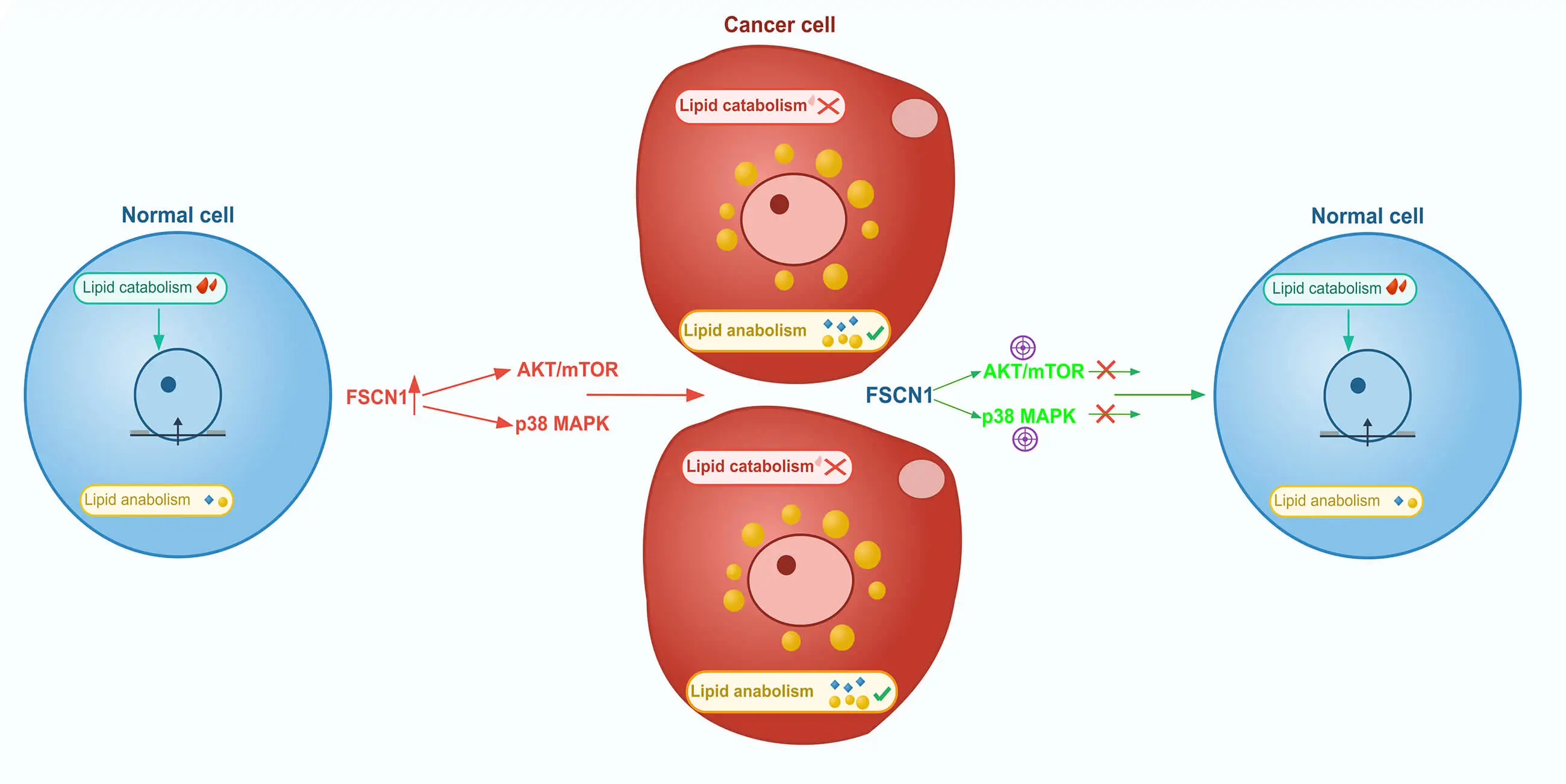 FSCN1 Modulates Fatty Acid Metabolism and the Coordinated Activation of AKT/mTOR and p38 MAPK Pathways in Colorectal Cancer Cells