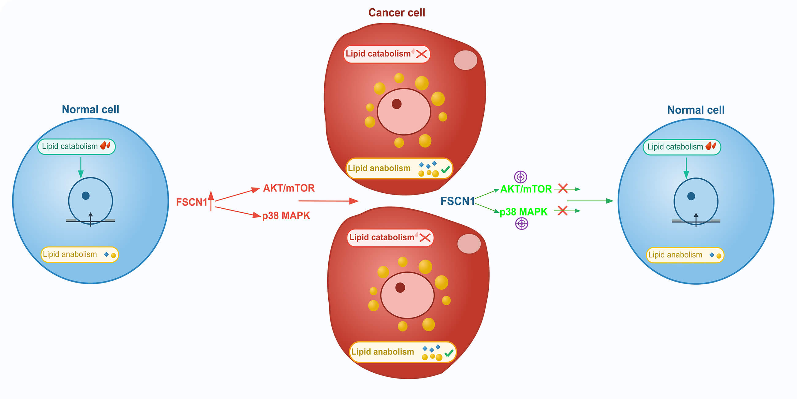 FSCN1 Modulates Fatty Acid Metabolism and the Coordinated Activation of AKT/mTOR and p38 MAPK Pathways in Colorectal Cancer Cells
