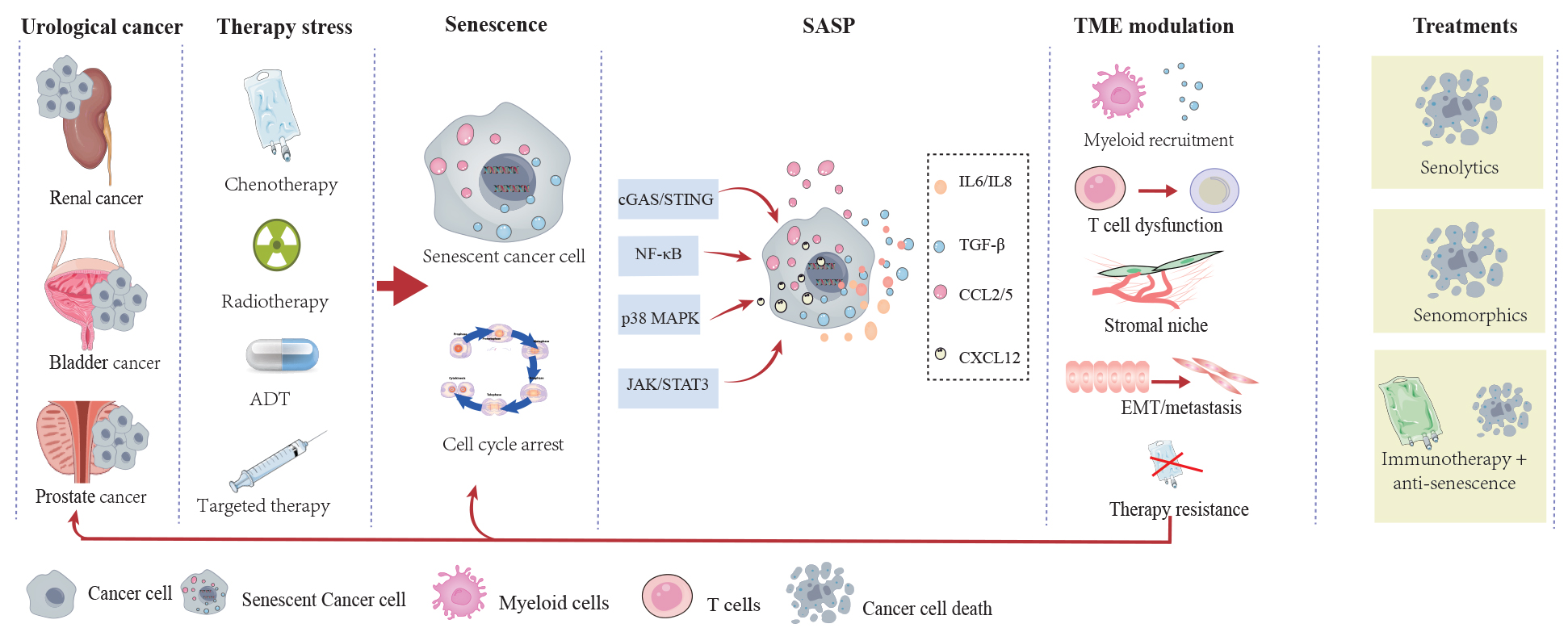 Senescence-associated secretory phenotype in urological cancers: molecular mechanisms, tumor microenvironment modulation, and therapeutic targeting